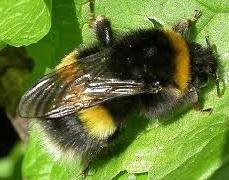 Image missing: White-tailed bumblebee - Bombus lucorum