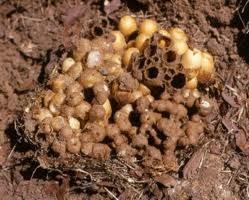 Image missing: Inside a bumble bee nest