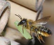 Image missing: Leaf cutter bee