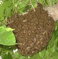 Image missing: A swarm of honey bees