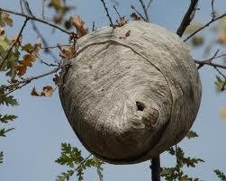 Image missing: A wasp nest