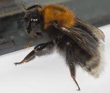 Image missing: Tree Bumblebee - Bombus hypnorum