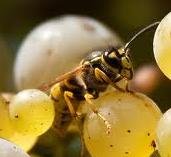 Image missing: A wasp on fruit