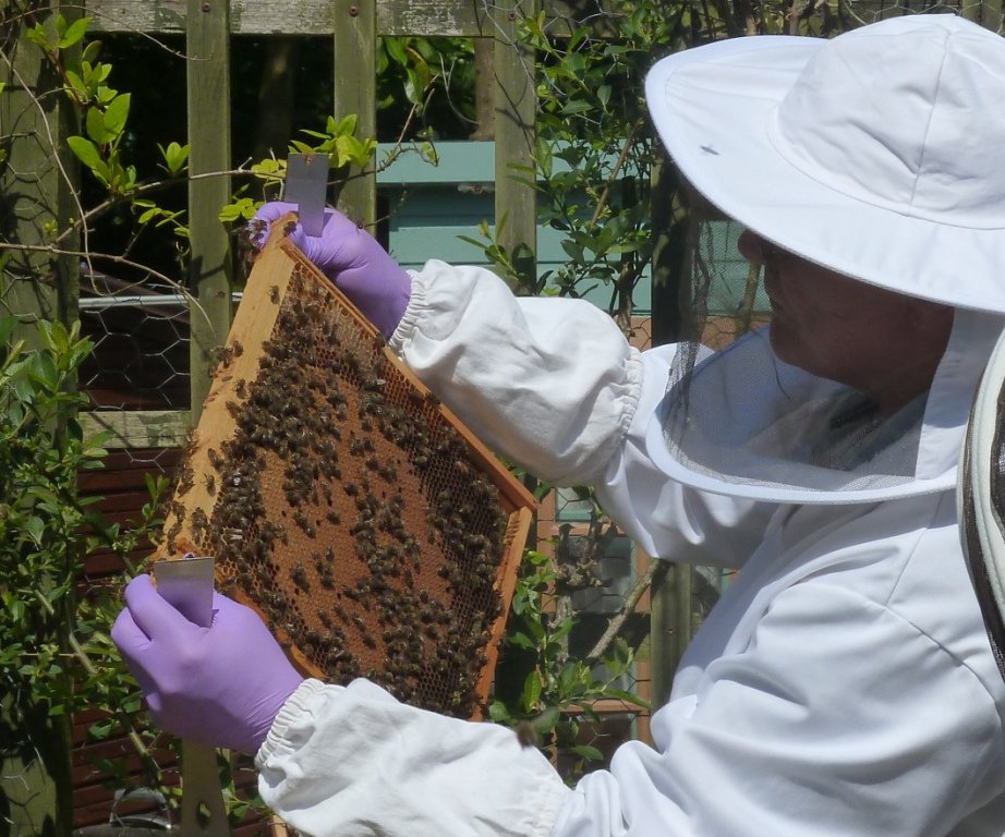 Picture of a beekeeper and a frame